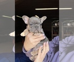 Small Photo #2 French Bulldog Puppy For Sale in HILTON, NY, USA