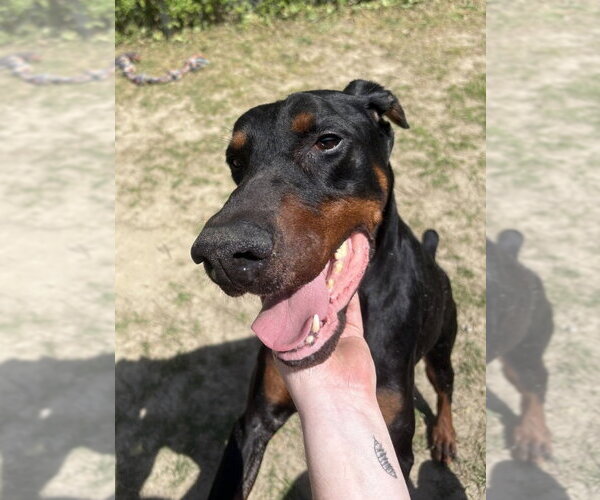 Medium Photo #3 Doberman Pinscher Puppy For Sale in Glen Allen, VA, USA