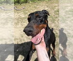 Small #2 Doberman Pinscher