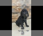 Small Photo #6 Labrador Retriever-Majestic Tree Hound Mix Puppy For Sale in ELLENSBURG, WA, USA