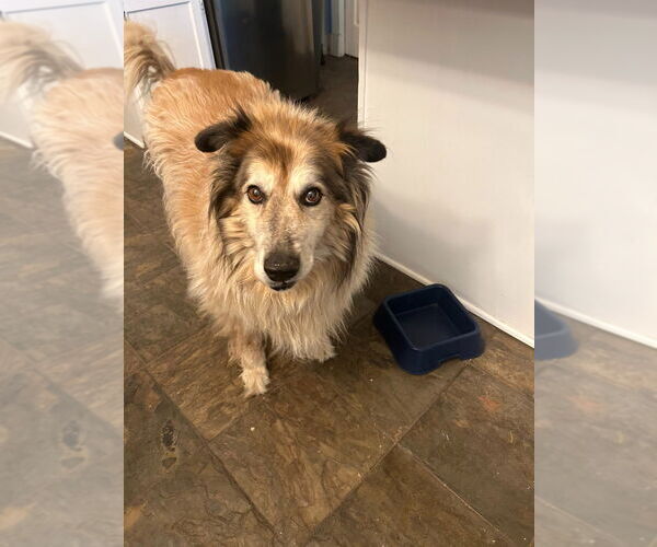 Medium Photo #3 Collie-Unknown Mix Puppy For Sale in Salt Lake City, UT, USA