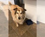 Small #2 Collie Mix