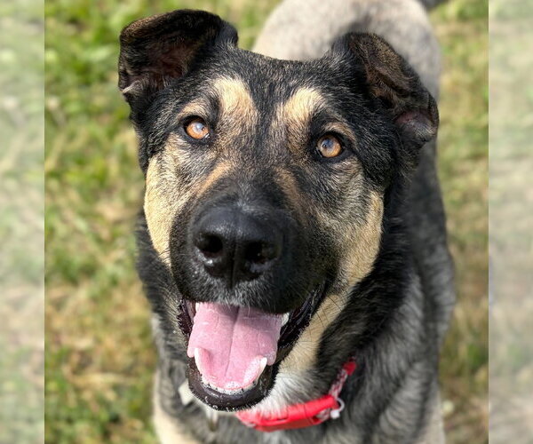 Medium Photo #3 German Shepherd Dog-Unknown Mix Puppy For Sale in Jefferson, WI, USA