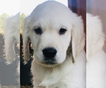 Small Photo #11 Golden Retriever Puppy For Sale in FORT STEILACOOM, WA, USA