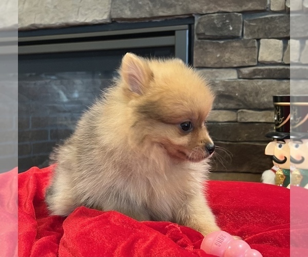 Medium Photo #4 Pomeranian Puppy For Sale in NOBLESVILLE, IN, USA