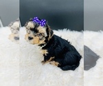 Small Photo #9 Yorkshire Terrier Puppy For Sale in SAN JACINTO, CA, USA