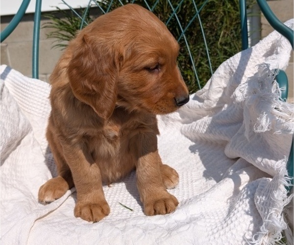 Medium Photo #90 Golden Retriever Puppy For Sale in GOSHEN, IN, USA