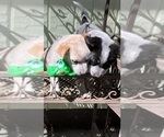 Small #4 Australian Cattle Dog