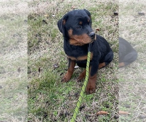 Rottweiler Puppy for Sale in COLUMBIA, Tennessee USA