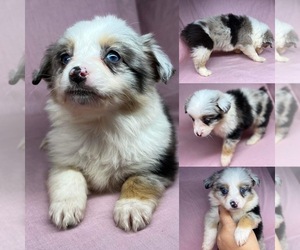 Miniature Australian Shepherd Puppy for sale in BROOKER, FL, USA