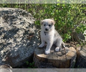 Golden Labrador-Karelian Bear Dog Mix Puppy for sale in COLVILLE, WA, USA