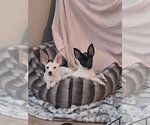 Small Photo #2 Chihuahua-Unknown Mix Puppy For Sale in Canton, CT, USA