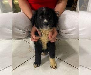 Australian Labradoodle-German Shepherd Dog Mix Puppy for sale in LAKELAND, FL, USA
