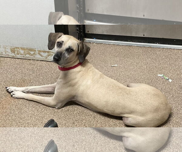 Medium Photo #7 Black Mouth Cur-Unknown Mix Puppy For Sale in Sanford, FL, USA