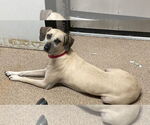 Small #6 Black Mouth Cur Mix