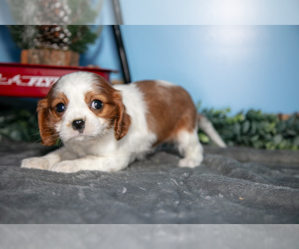 Medium Photo #10 Cavalier King Charles Spaniel Puppy For Sale in MONTGOMERY, MI, USA