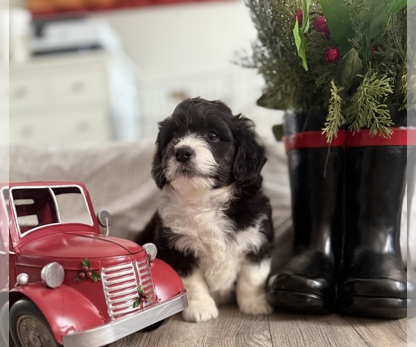 Medium Photo #1 Goldendoodle-Pembroke Welsh Corgi Mix Puppy For Sale in CRESCENT CITY, CA, USA