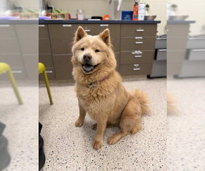 Chow Chow Dogs for adoption in Brighton, CO, USA