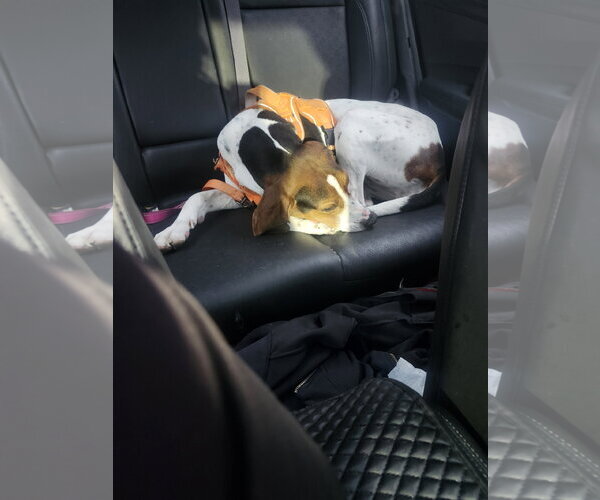 Medium Photo #5 Treeing Walker Coonhound-Unknown Mix Puppy For Sale in Crystal, MN, USA