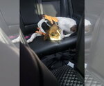 Small #4 Treeing Walker Coonhound Mix