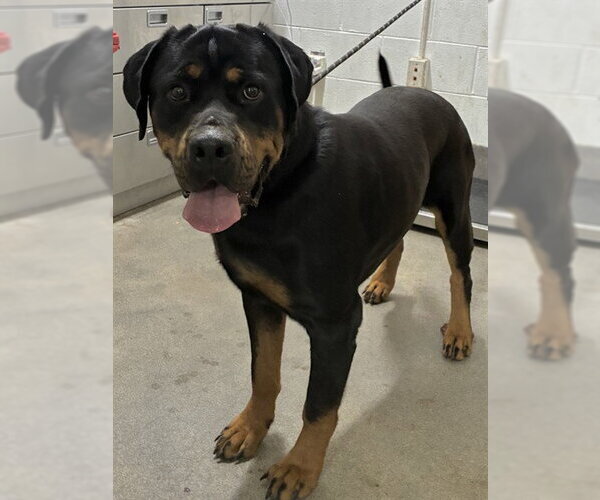 Medium Photo #1 Rottweiler-Unknown Mix Puppy For Sale in Forestville, MD, USA