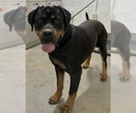 *BROCK - Male Rottweiler-Unknown Mix Dog for Adoption - Small photo