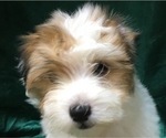 Small Photo #16 Havanese Puppy For Sale in FENTON, MO, USA