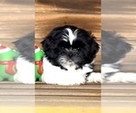 Puppy Atticus Shih Tzu
