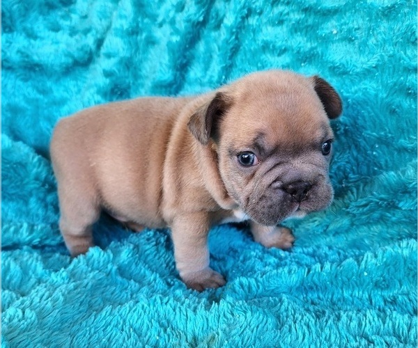 Medium Photo #7 French Bulldog Puppy For Sale in LAS VEGAS, NV, USA