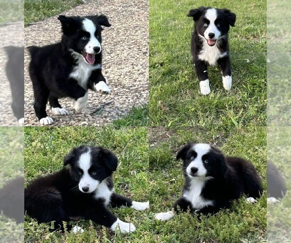 Medium Photo #2 Miniature Australian Shepherd Puppy For Sale in BROOKER, FL, USA