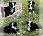 Small #1 Miniature Australian Shepherd