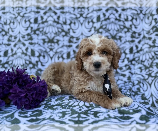 Medium Photo #8 Cock-A-Poo Puppy For Sale in LAKELAND, FL, USA