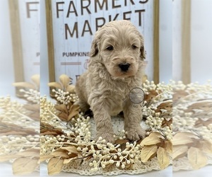 Medium Goldendoodle