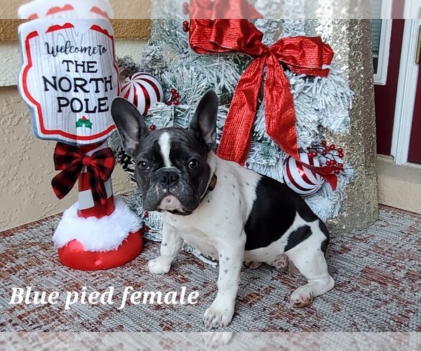 Medium Photo #1 French Bulldog Puppy For Sale in INVERNESS, FL, USA