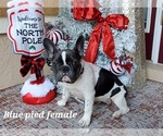 Small Photo #1 French Bulldog Puppy For Sale in INVERNESS, FL, USA