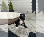 Small #15 Boston Terrier