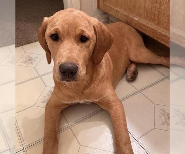 Medium Photo #3 Labrador Retriever-Unknown Mix Puppy For Sale in San Diego, CA, USA