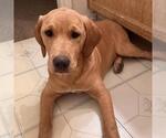 Small #2 Labrador Retriever Mix