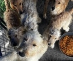 Small Photo #7 Goldendoodle Puppy For Sale in SEBRING, FL, USA