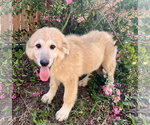 Small #1 Great Pyrenees