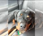 Small #1 Rottweiler