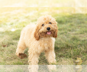 Cavapoo Puppy for sale in BREMEN, IN, USA