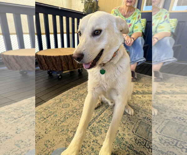 Medium Photo #3 Golden Labrador Puppy For Sale in Lake Elsinore, CA, USA