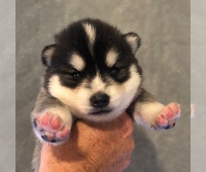Pomsky Puppy for sale in SAVOY, MA, USA