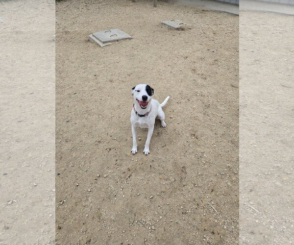 Medium Photo #1 Mutt Puppy For Sale in Maquoketa, IA, USA