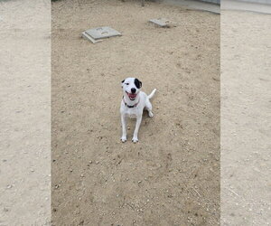 Mutt Dogs for adoption in Maquoketa, IA, USA