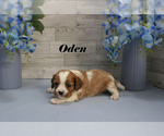 Small #3 Cavalier King Charles Spaniel