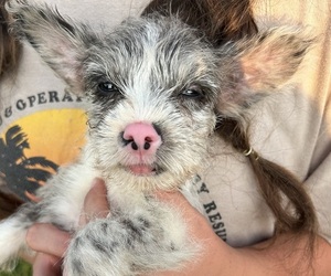 Scottish Terrier Litter for sale in BUSH, LA, USA