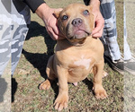 Small Photo #10 American Bully Puppy For Sale in SPRING BRANCH, TX, USA