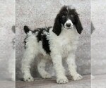 Small Photo #1 Poodle (Standard) Puppy For Sale in WARSAW, IN, USA
